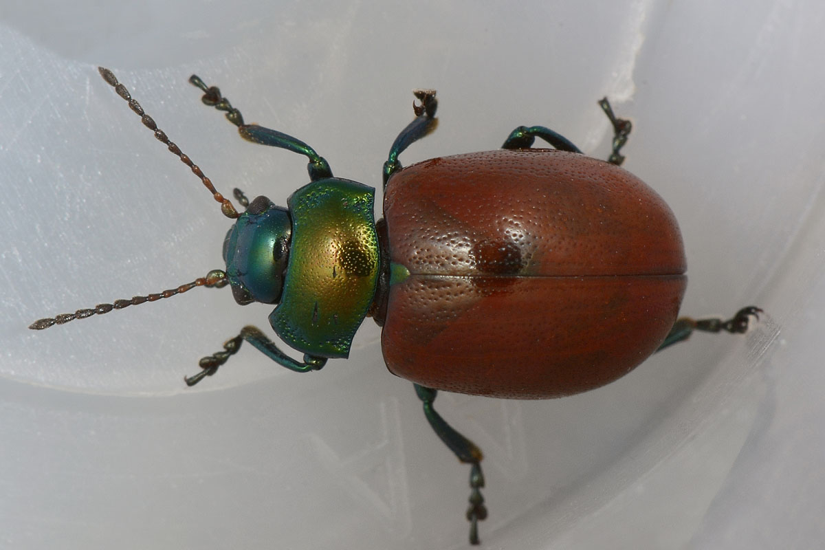 Chrysolina polita, Chrysomelidae